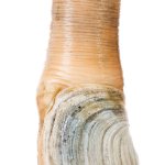 Geoduck