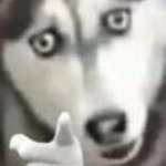 husky pointing | DIAM | image tagged in husky pointing | made w/ Imgflip meme maker