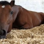 Sad Horse