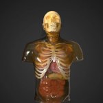 ballistic gel torso dummy