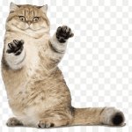 Brown cute cat