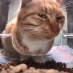 Side-eye cat