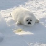 Baby Seal