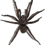 spider