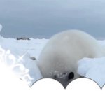Seal GIF Template