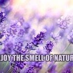 Enjoy the smell of nature | ENJOY THE SMELL OF NATURE | image tagged in lavender,wellbeing | made w/ Imgflip meme maker