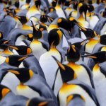 Holy Penguin Poop, Batman.