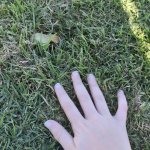Touch grass GIF Template