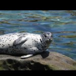Funny seal