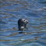 Searching Seal