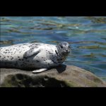 Seal