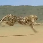 Cheetah