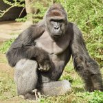 harambe template