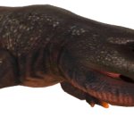 Bageherpeton (JWTG Design)