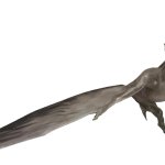 Pelecachtylus