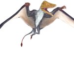 Scaphognathus (JWTG Design)