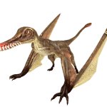 Rhamphorhynchus (JWTG Design)