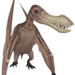Coloborhynchus (JWTG Design)