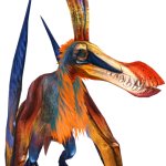 Level 40 Coloborhynchus