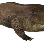 Metoposaurus (JWTG Design)