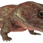 Eryops (JWTG Design)