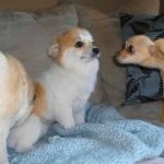 chihuahua look