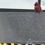 Perched up meme