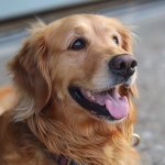 Happy Golden