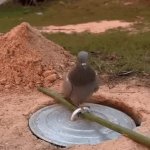 pigeon trap GIF Template
