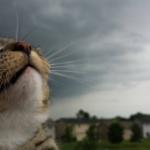 Weather Cat meme