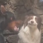 Dog smirks while the other bark