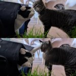 Cat Smack
