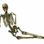 sexy skeleton