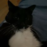 cobi stare