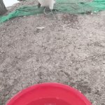 Amazing Appetite | image tagged in gifs,amazing appetite | made w/ Imgflip video-to-gif maker