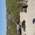 Sea lion blocking the path