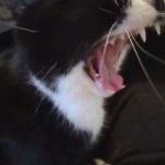 Big yawn