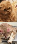 Cat: Confidence vs Consequences