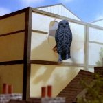 Snowy Owl Does the Station Joke