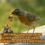 Watching young birds being fed is relaxing and shows the path to independence | WATCHING YOUNG BIRDS BEING FED BY PARENTS IS RELAXING, 
SHOWING THEIR PATH TO INDEPENDENCE | image tagged in bird feeding baby,independence | made w/ Imgflip meme maker