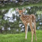 Fawn by a babbling brook template