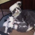 Cat with babies