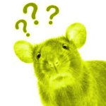 rat