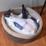 Beer Cat