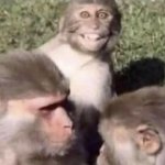 monkey thinking about worsening the situation