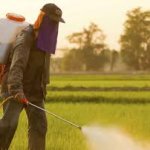 Glyphosate chemical spraying