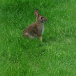 This is a Rabbit