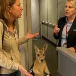 Emotional support kangaroo