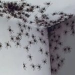 Release the spiders