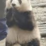 Praying panda